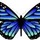 Blue butterfly.thumb